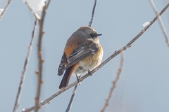 Phoenicurus erythronotus