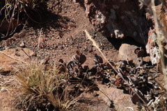 Crassula swaziensis