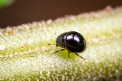 Choraginae
