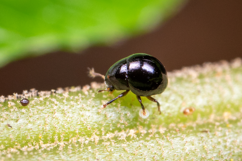 Acaromimus sharpi