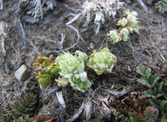 Ceratocephala pungens