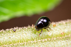 Choraginae