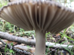Amanita constricta