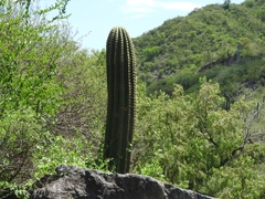 Trichocereus terscheckii