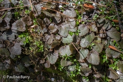 Gunnera prorepens