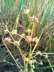 Juncus holoschoenus