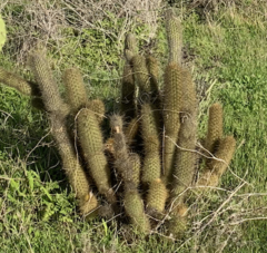 Bergerocactus emoryi