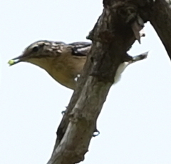 Myrmotherula