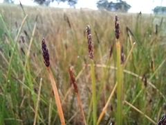 Eleocharis acuta
