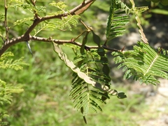 Vachellia aroma