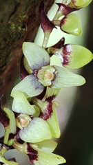Stelis liberalis