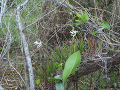 Brassavola nodosa