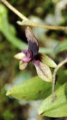 Telipogon williamsii