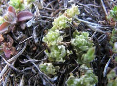 Ceratocephala pungens