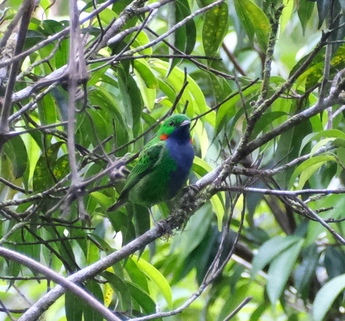 Orange-eared Tanager (Chlorochrysa calliparaea), photo 4