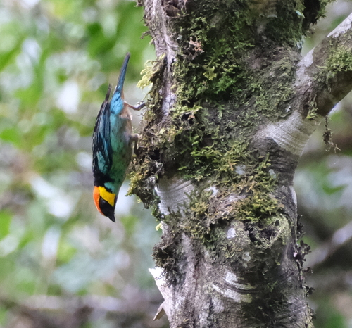 Tangara xanthocephala lamprotis