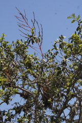 Tillandsia utriculata