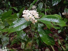 Palicourea violacea