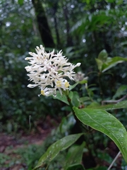 Palicourea violacea