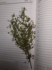 Scoparia montevidensis