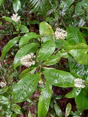 Palicourea violacea