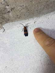 Correbidia
