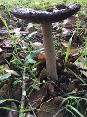 Amanita constricta