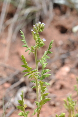 Phacelia denticulata