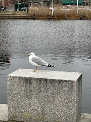 Larus delawarensis