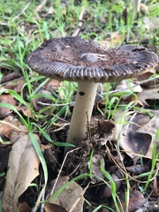Amanita constricta