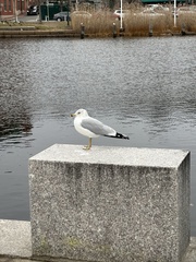 Larus delawarensis