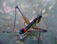 Paramastax duquei