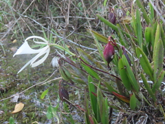 Brassavola nodosa