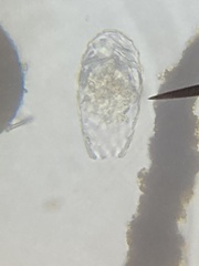 Euglypha