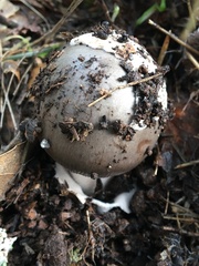 Amanita constricta