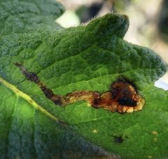 Phytomyza eriodictyi