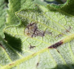 Phytomyza eriodictyi