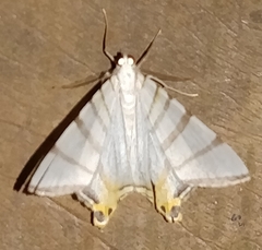 Phrygionis platinata