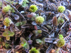 Leptinella serrulata, photograph (c) Aalbert Rebergen, some rights reserved (CC BY)