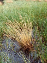 Poa labillardierei