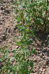 Phacelia denticulata