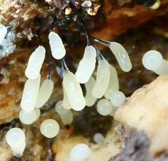 Stemonitopsis typhina