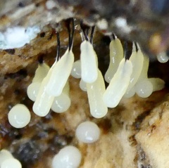 Stemonitopsis typhina