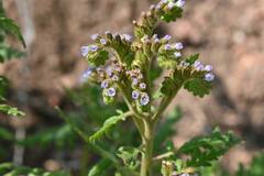 Phacelia denticulata