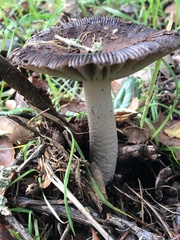 Amanita constricta
