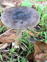 Amanita constricta