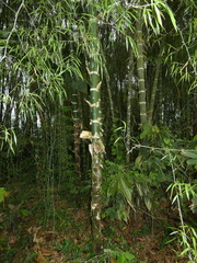 Guadua angustifolia