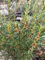 Gyrostemon australasicus