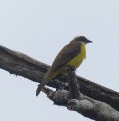 Myiozetetes cayanensis