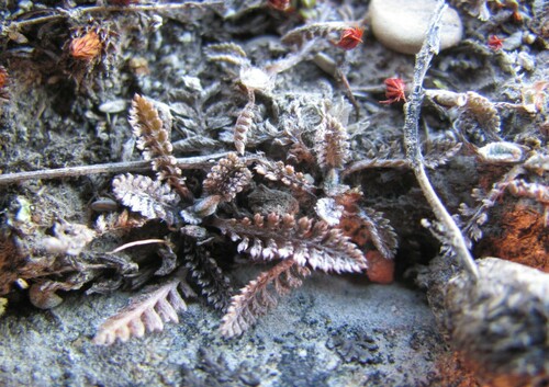 Leptinella serrulata, photograph 2
